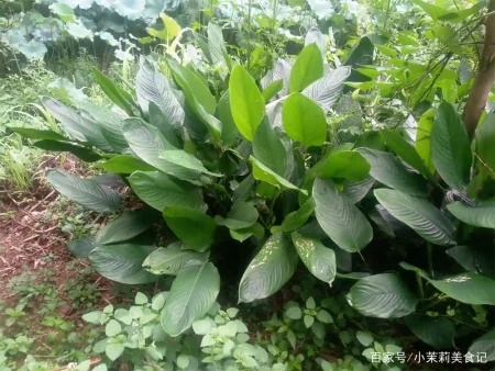 端午节，农村常见的15种“树叶”都能包粽子，味道清新，涨知识了-怎样用一片叶子包粽子